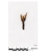 藏品(曲尾苔)的圖片
